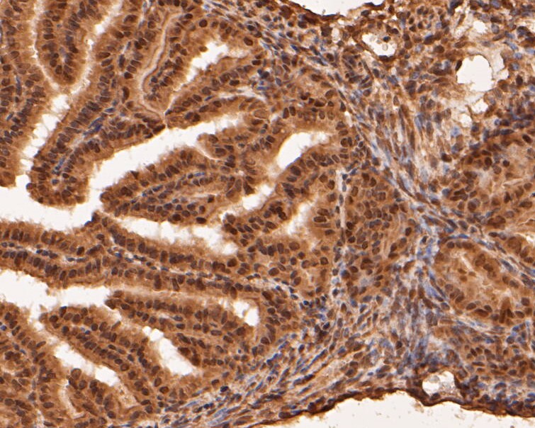 Fig9: Immunohistochemical analysis of paraffin-embedded mouse fallopian tube tissue using anti-RBPMS antibody. The section was pre-treated using heat mediated antigen retrieval with sodium citrate buffer (pH 6.0) for 20 minutes. The tissues were blocked i