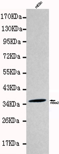 Western blot detection of Sox2 in mES cell lysates using Sox2 antibody(1:1000 diluted).Predicted band size:35KDa,Observed band size:35KDa.Kindly provided by Dr. Qintong Li at the College of Life Sciences, Sichuan University