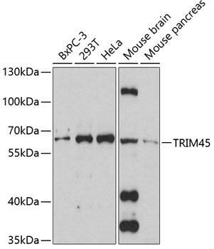 Western blot - TRIM45 Polyclonal Antibody 