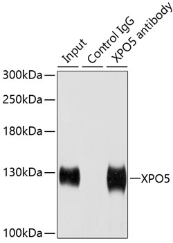 Immunoprecipitation - XPO5 Polyclonal Antibody 