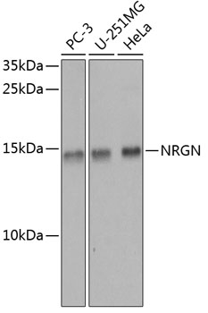 Western blot - NRGN Polyclonal Antibody 
