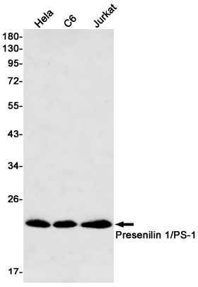 Western blot detection of Presenilin 1/PS-1 in Hela,C6,Jurkat cell lysates using Presenilin 1/PS-1 Rabbit mAb(1:500 diluted).Predicted band size:53kDa.Observed band size:20kDa.