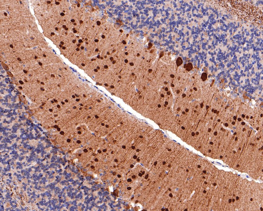 Fig3:; Immunohistochemical analysis of paraffin-embedded mouse cerebellum tissue using anti-Parvalbumin antibody. The section was pre-treated using heat mediated antigen retrieval with sodium citrate buffer (pH 6.0) for 20 minutes. The tissues were blocked in 1% BSA for 30 minutes at room temperature, washed with ddH; 2; O and PBS, and then probed with the primary antibody ( 1/400) for 30 minutes at room temperature. The detection was performed using an HRP conjugated compact polymer system. DAB was used as the chromogen. Tissues were counterstained with hematoxylin and mounted with DPX.