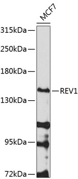 Western blot - REV1 Polyclonal Antibody 