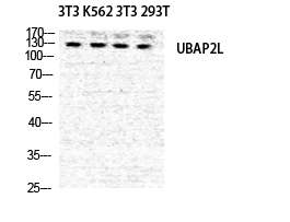Fig1:; Western Blot analysis of NIH-3T3 K562 NIH-3T3 293T cells using NICE4 Polyclonal Antibody diluted at 1: 500
