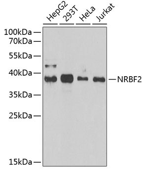 Western blot - NRBF2 Polyclonal Antibody 