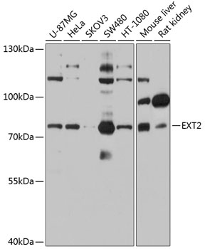 Western blot - EXT2 Polyclonal Antibody 