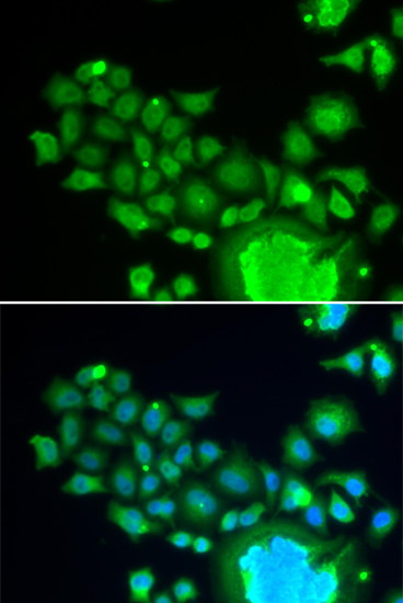 Immunofluorescence - FZR1 Polyclonal Antibody 