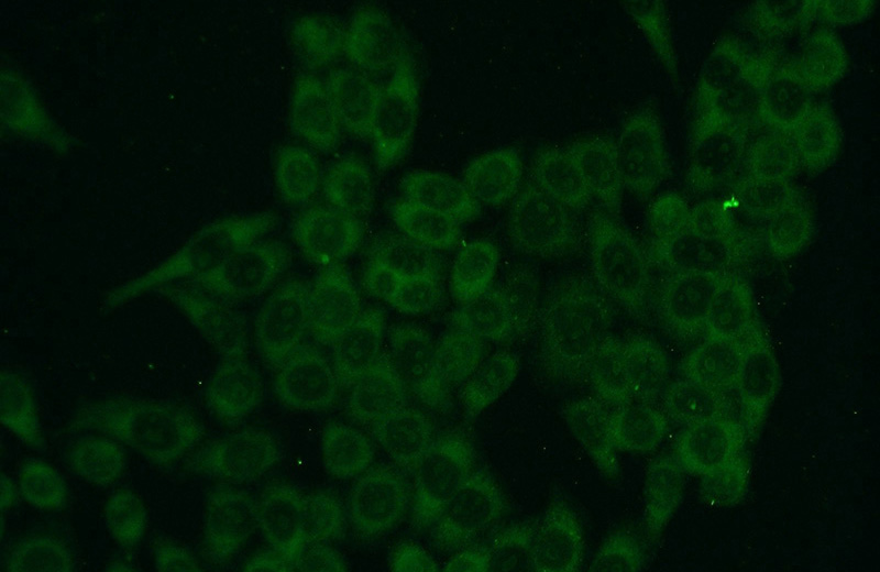 Immunofluorescent analysis of HeLa cells using Catalog No:110734(FN3K Antibody) at dilution of 1:50 and Alexa Fluor 488-congugated AffiniPure Goat Anti-Rabbit IgG(H+L)