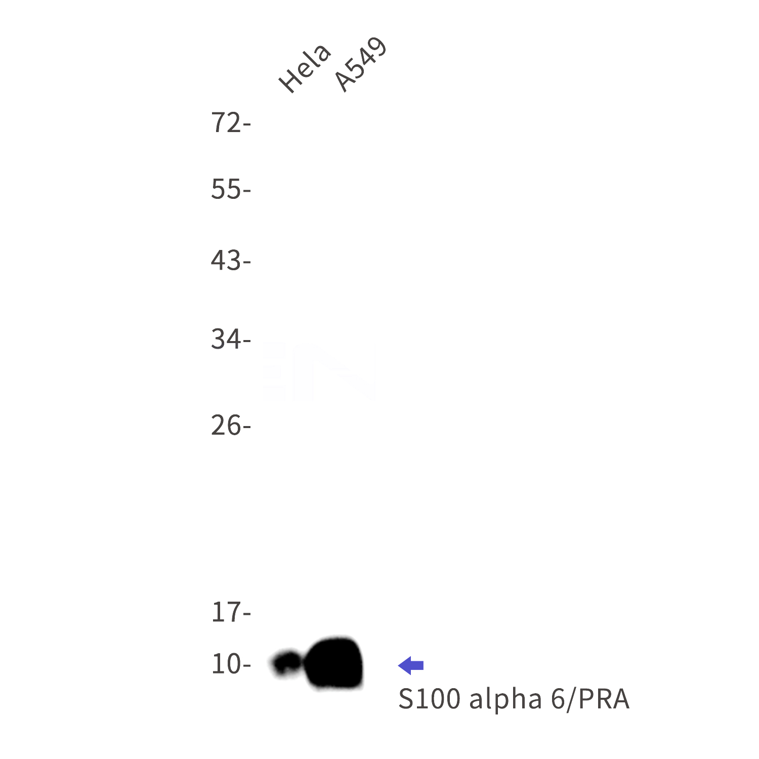 Western blot detection of S100 alpha 6/PRA in Hela,A549 cell lysates using S100 alpha 6/PRA Rabbit mAb(1:1000 diluted).Predicted band size:10kDa.Observed band size:10kDa.