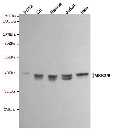 Western blot analysis of extracts from PC12,C6,Ramos,Jurkat and Hela cell lysates using MKK3/6 mouse mAb (1:1000 diluted).Predicted band size:40KDa.Observed band size:40KDa.