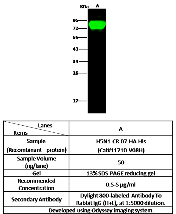 Influenza H5N1 (A/Cambodia/R0405050/2007) Hemagglutinin / HA Antibody, Rabbit PAb, Antigen Affinity Purified, Western blot