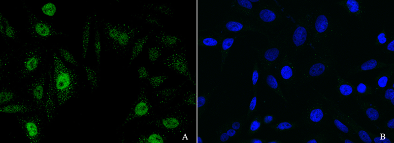 PRDM4 / PFM1 Antibody, Rabbit PAb, Antigen Affinity Purified, Immunofluorescence