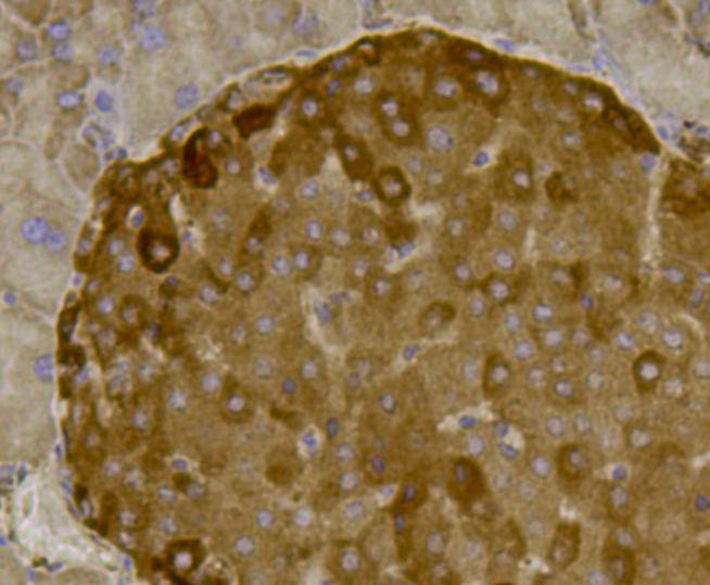 Fig6: Immunohistochemical analysis of paraffin- embedded mouse pancreas tissue using anti-CCL3 rabbit polyclonal antibody.