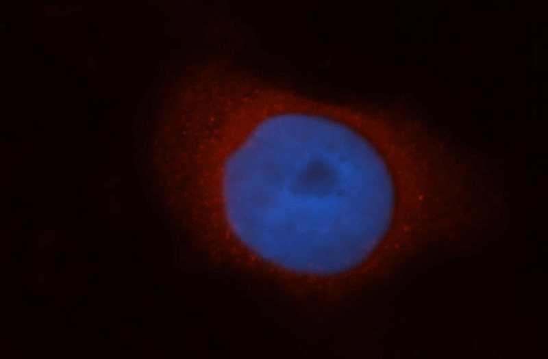 Immunofluorescent analysis of Hela cells, using HMOX2 antibody Catalog No:111492 at 1:50 dilution and Rhodamine-labeled goat anti-rabbit IgG (red). Blue pseudocolor = DAPI (fluorescent DNA dye).