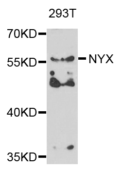Western blot - NYX Polyclonal Antibody 