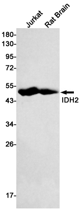 Western blot detection of IDH2 in Jurkat,Rat Brain lysates using IDH2 Rabbit mAb(1:500 diluted).Predicted band size:51kDa.Observed band size:43kDa.