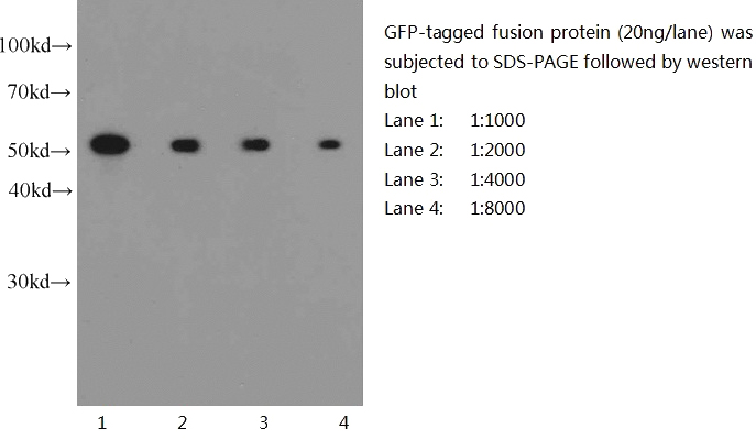Western blot of eGFP-tagged fusion protein with anti-eGFP-tag (Catalog No:117319) at various dilutions.