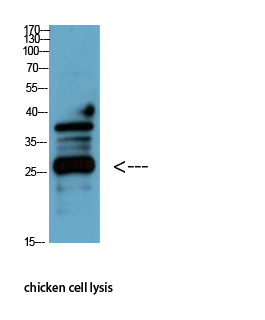 Western Blot analysis of chicken cell lysis using Antibody diluted at 1:1000