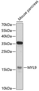 Western blot - MYL9 Polyclonal Antibody 