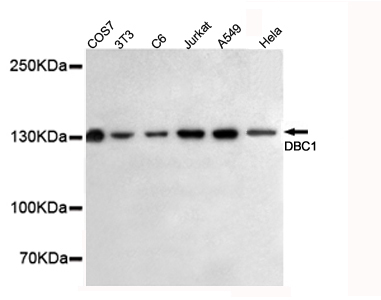 Western blot detection of DBC1 in HeLa,A549,Jurkat,C6,3T3 and COS7 cell lysates using DBC1 mouse mAb (1:500 diluted).Predicted band size:130KDa.Observed band size:130KDa.