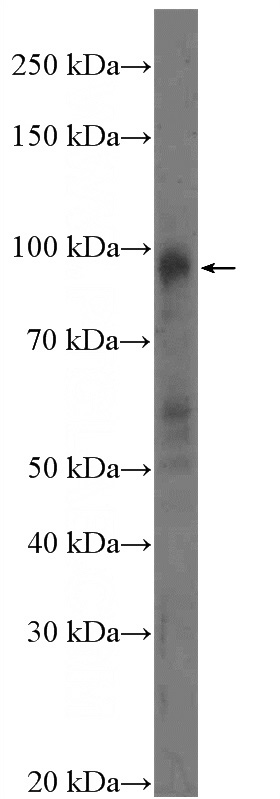 HeLa cells were subjected to SDS PAGE followed by western blot with Catalog No:116819(WEE1 Antibody) at dilution of 1:300