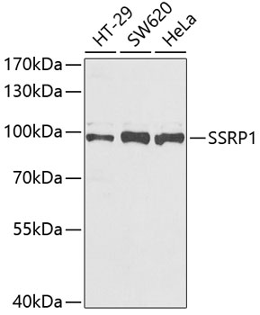 Western blot - SSRP1 Polyclonal Antibody 