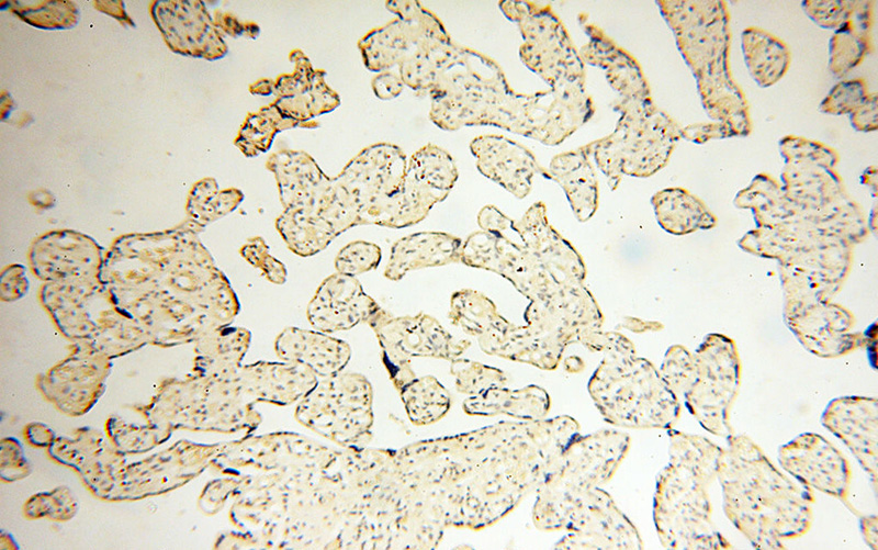 Immunohistochemical of paraffin-embedded human placenta using Catalog No:114063(POPDC3 antibody) at dilution of 1:50 (under 10x lens)