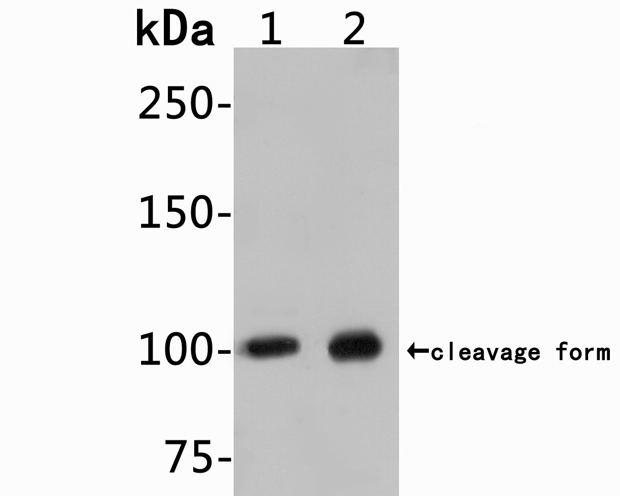 Fig1:; Western blot analysis of MUC2 on different lysates. Proteins were transferred to a PVDF membrane and blocked with 5% BSA in PBS for 1 hour at room temperature. The primary antibody ( 1/500) was used in 5% BSA at room temperature for 2 hours. Goat Anti-Rabbit IgG - HRP Secondary Antibody (HA1001) at 1:200,000 dilution was used for 1 hour at room temperature.; Positive control:; Lane 1: SH-SY5Y cell lysate; Lane 2: SK-Br-3 cell lysate