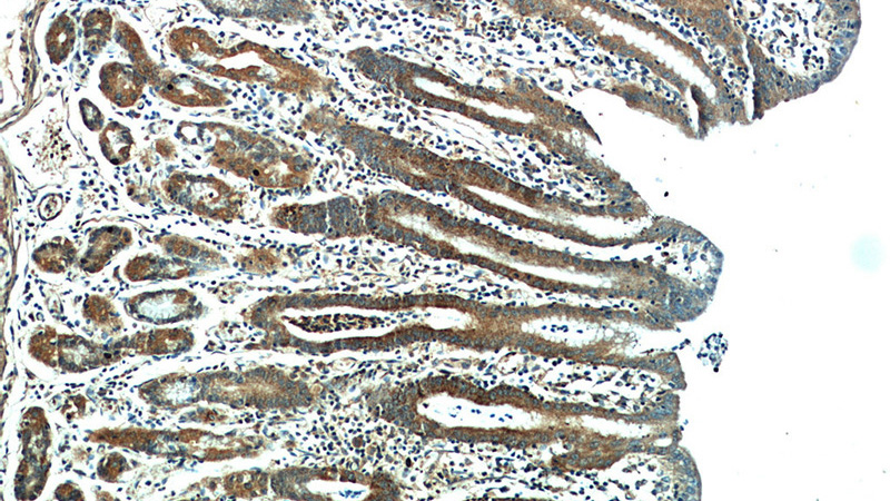Immunohistochemical of paraffin-embedded human stomach using Catalog No:111447(HPDL antibody) at dilution of 1:50 (under 10x lens)