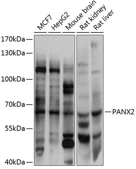 Western blot - PANX2 Polyclonal Antibody 