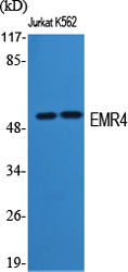 Fig1:; Western Blot analysis of various cells using EMR4 Polyclonal Antibody