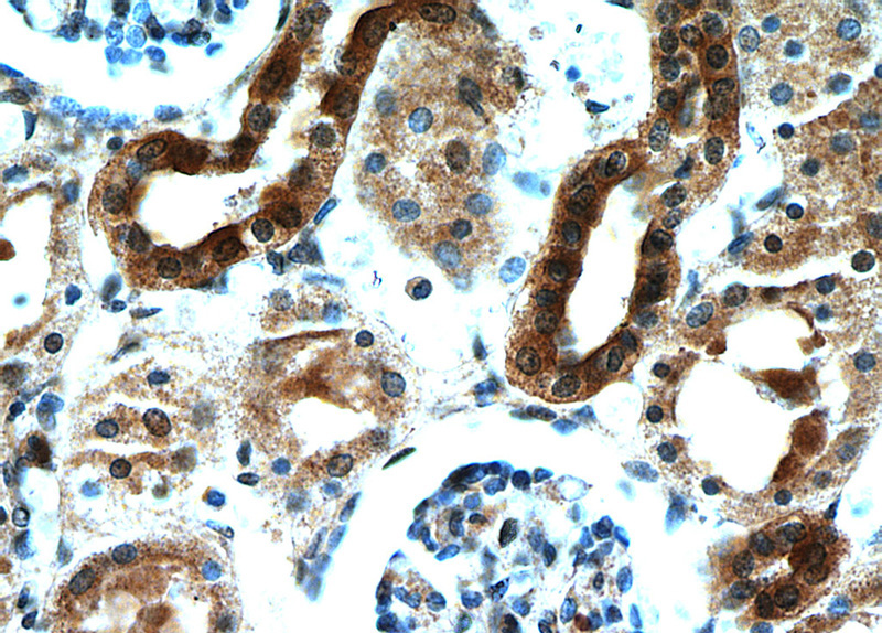 Immunohistochemical of paraffin-embedded human kidney using Catalog No:111978(KCNQ1DN antibody) at dilution of 1:50 (under 40x lens)