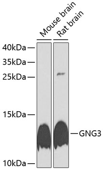Western blot - GNG3 Polyclonal Antibody 