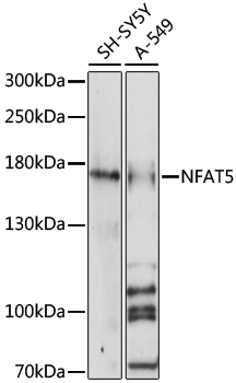 Western blot - NFAT5 Polyclonal Antibody 