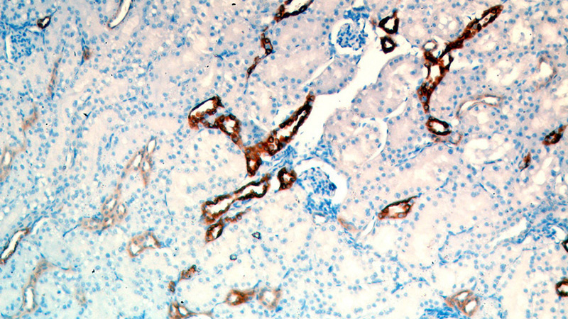 Immunohistochemical of paraffin-embedded human kidney using Catalog No:111543(HSD11B2 antibody) at dilution of 1:50 (under 10x lens)