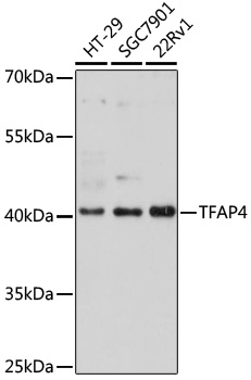 Western blot - TFAP4 Polyclonal Antibody 