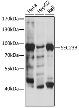 Western blot - SEC23B Polyclonal Antibody 