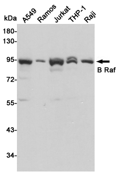Western blot detection of B Raf in A549,Ramos,Jurkat,THP-1 and Raji cell lysates using B Raf mouse mAb (1:1000 diluted).Predicted band size:87KDa.Observed band size:87KDa.