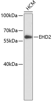 Western blot - EHD2 Polyclonal Antibody 