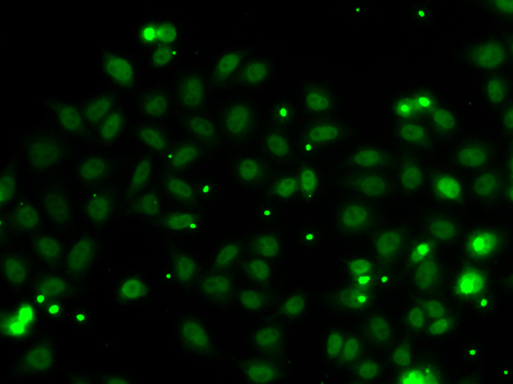 Immunofluorescence - NGFRAP1 Polyclonal Antibody 