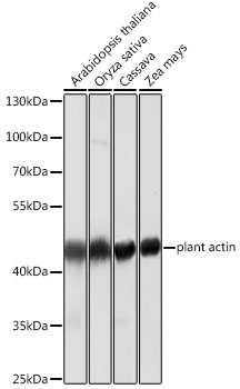 Western blot - Plant actin Monoclonal Antibody 