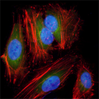 Immunofluorescence analysis of Hela cells using anti-MAP2K2 mAb (green). Red: Actin filaments have been labeled with DY-554 phalloidin. Blue: DRAQ5 fluorescent DNA dye.
