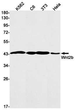 Western blot detection of Wnt2b in K562,C6,3T3,Hela cell lysates using Wnt2b Rabbit mAb(1:1000 diluted).Predicted band size:44kDa.Observed band size:44kDa.
