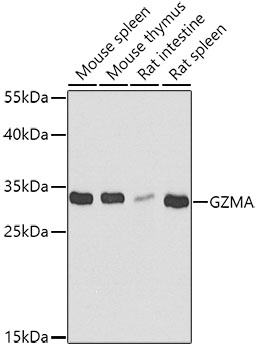 Western blot - GZMA Polyclonal Antibody 
