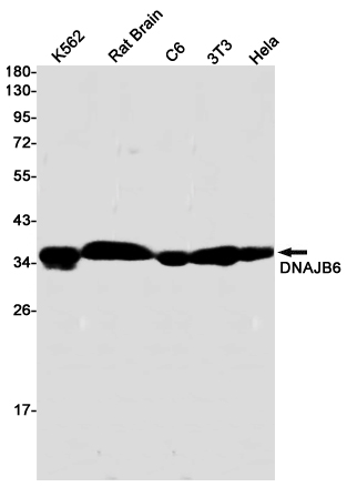 Western blot detection of DNAJB6 in K562,Rat Brain,C6,3T3,Hela cell lysates using DNAJB6 Rabbit pAb(1:1000 diluted).Predicted band size:36kDa.Observed band size:36kDa.