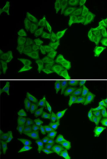 Immunofluorescence - GJA5 Polyclonal Antibody 
