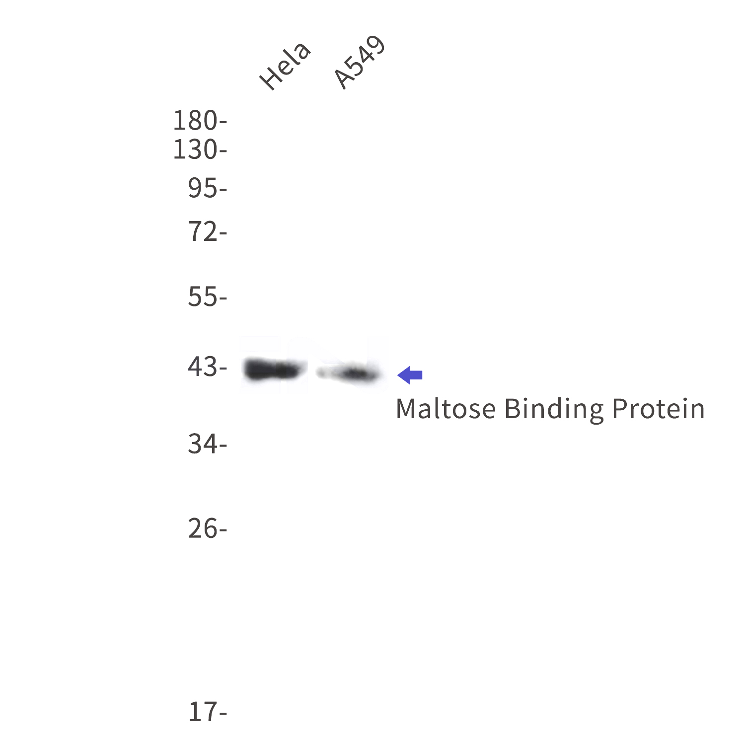 Western blot detection of Maltose Binding Protein in Hela,A549 cell lysates using Maltose Binding Protein Rabbit mAb(1:1000 diluted).Observed band size:43kDa.