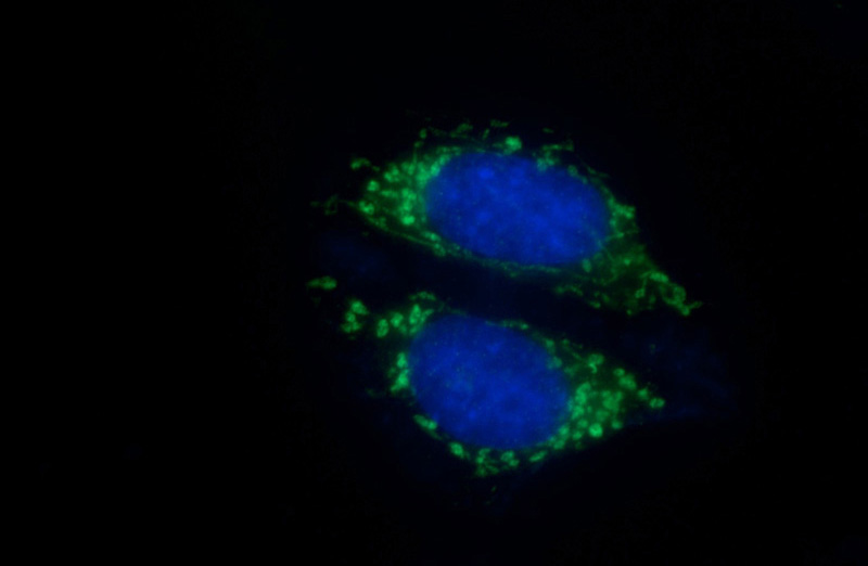 Immunofluorescent analysis of (10% Formaldehyde) fixed HepG2 cells using Catalog No:111603(IDH2 Antibody) at dilution of 1:50 and Alexa Fluor 488-congugated AffiniPure Goat Anti-Rabbit IgG(H+L)