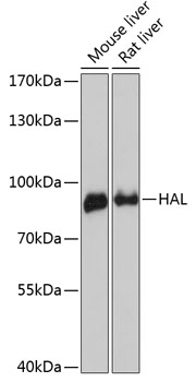 Western blot - HAL Polyclonal Antibody 
